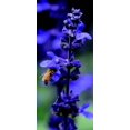 thumbnail image 3 of HIGHGW 200 Graines de Farinacée Bleu Saphir Sauge, 3 of 3
