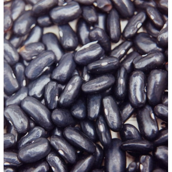 Black Valentine Bush Bean Seeds - 100 Count Seed Pack - Produce Loads of Super Dark Green Beans That are Tender, Meaty, and stringless. - Country Creek LLC