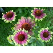 2 Echinacea Sweet Sandia New Unique Coneflower in 3" Pots-- Live Potted Plants!