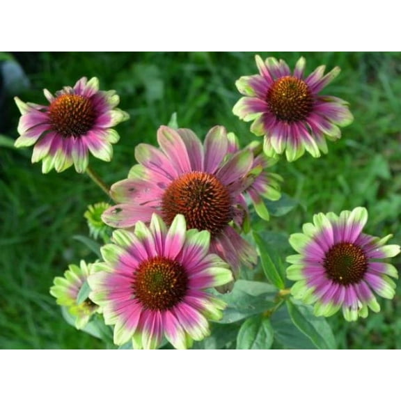 2 Echinacea Sweet Sandia New Unique Coneflower in 3" Pots-- Live Potted Plants!