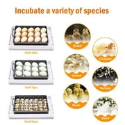 Digital Egg Incubator Hatcher w Temperature Controller Automatic Turning 12 Eggs