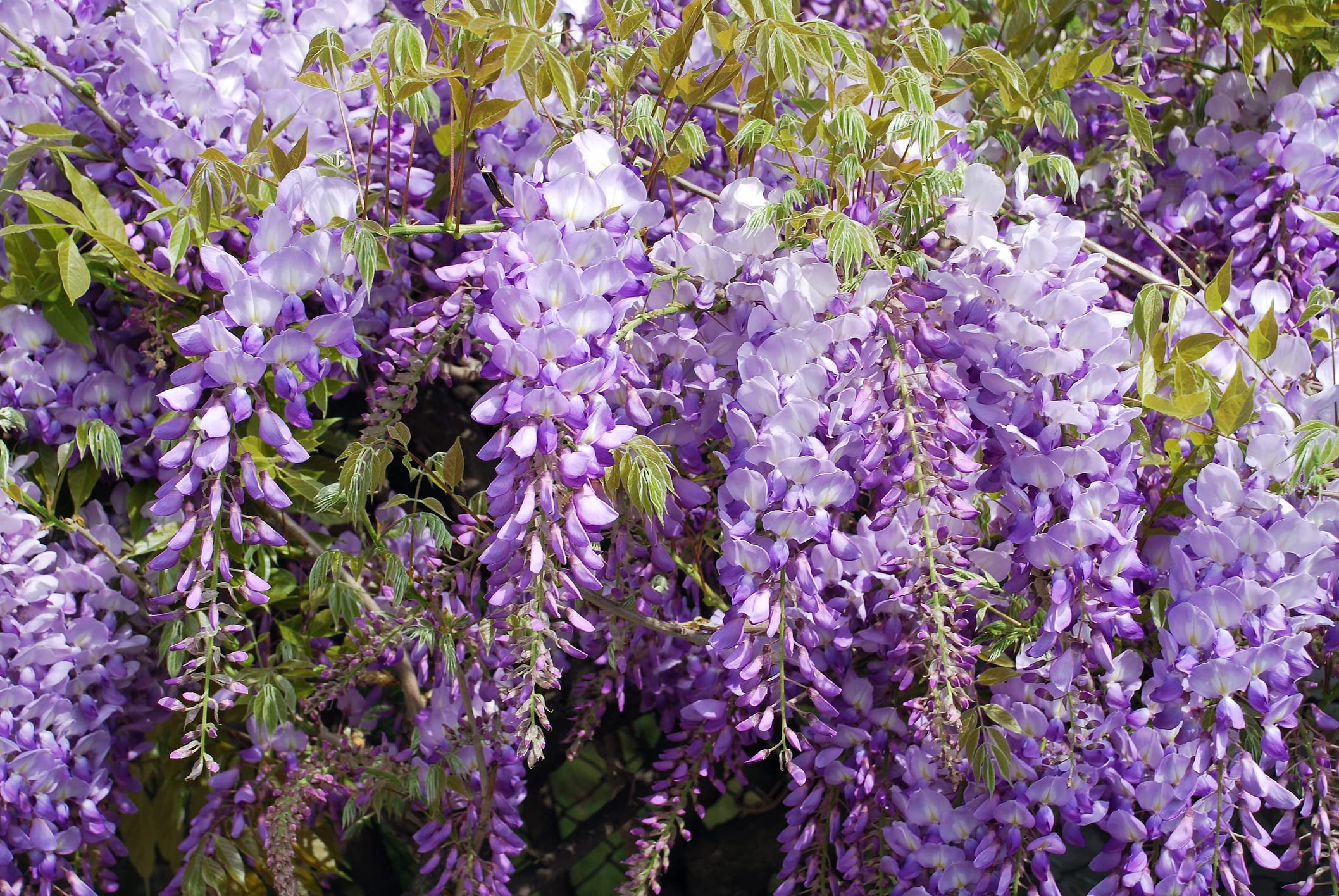 Cz Grain 20 Chinese Wisteria 'Wisteria Sinensis' Plant Seeds