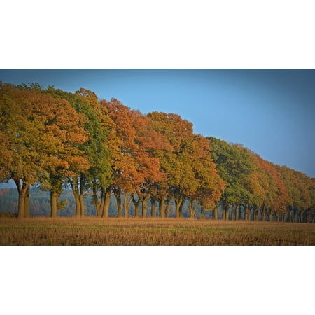 LAMINATED POSTER Time Of Year Trees Avenue Fall Color Autumn Poster Print 24 x
