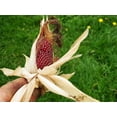 thumbnail image 4 of Strawberry Popcorn Corn Seeds - Grow Your own popcorn-Ornamental and Edible.(100 Seeds), 4 of 5