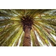 thumbnail image 2 of Bibikow, Walter 32x23 Gold Ornate Wood Framed with Double Matting Museum Art Print Titled - Canary Islands-Tenerife Island-Masca-palm tree, 2 of 4