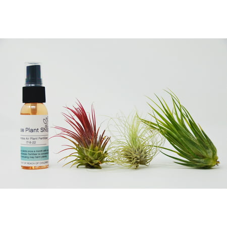 3 Tillandsia Air Plant Pack with Fertilizer Spray / 2-3 Inches (Best Houseplants For Air Purifying)