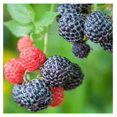 Black Raspberry Plant Live 6 to 10 Inch Tall, Everbearing Raspberry