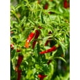 thumbnail image 3 of HJADGG Graines de Piment de Cayenne Rouge, Patrimoine non-OGM, Lot de 75 Graines, 3 of 3