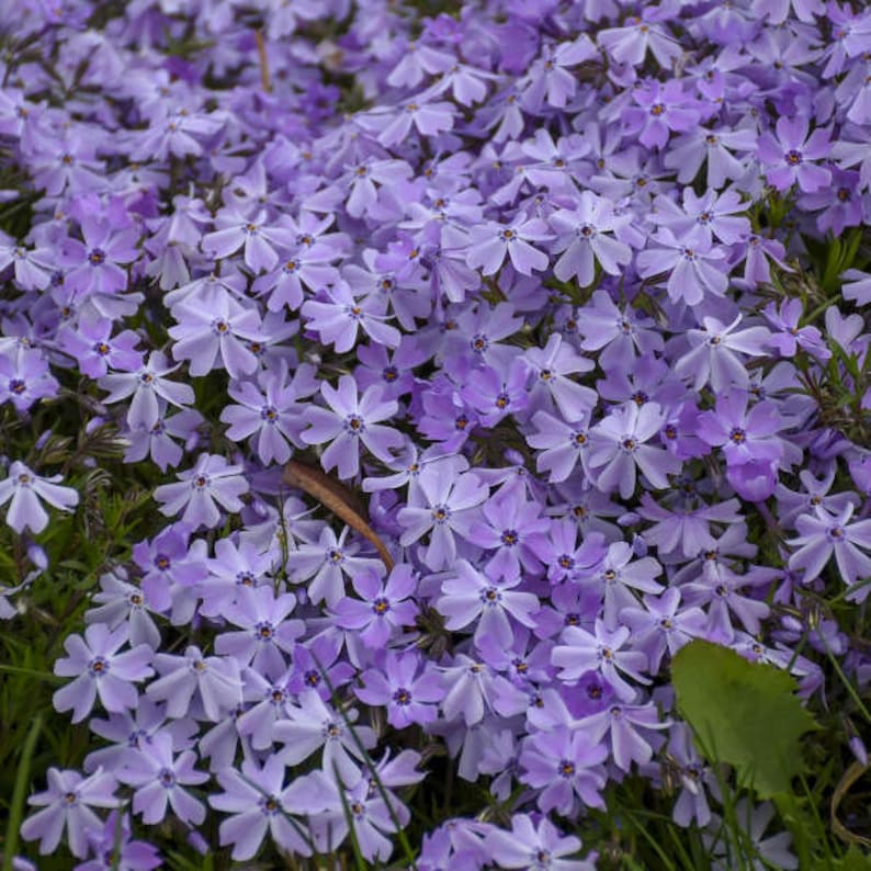 25 Blue Creeping Phlox Seeds - Cold and Drought,,, for Early Spring or Fall Planting