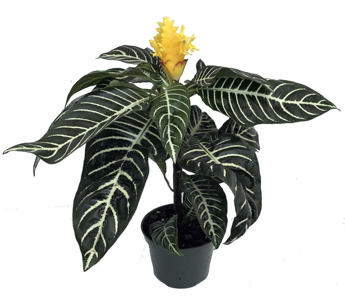 Zebra Plant Aphelandra Exotic &amp; Unusual House Plant