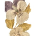 thumbnail image 2 of Saunders, Alonzo 19x24 White Modern Wood Framed Museum Art Print Titled - Neutral Pansy I, 2 of 4