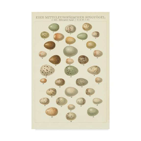 Trademark Fine Art 'Songbird Egg Chart' Canvas Art by Wild Apple Portfolio