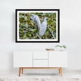 thumbnail image 6 of Great Egrets Perching  - Pennsylvania Photography Bird Wildlife Nature Animal Scenic Water Woodland Black Framed Wall Art Print 12 x 16 inches, 6 of 8