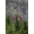 thumbnail image 2 of Jones, Adam 23x32 Black Ornate Wood Framed with Double Matting Museum Art Print Titled - Lichen covered trees at high elevation-Great Smoky Mountains National Park-North Carolina, 2 of 4