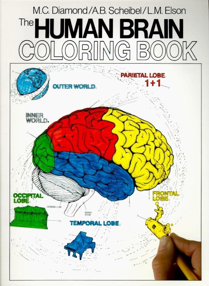 Coloring Concepts Series: The Human Brain Coloring Book (Paperback
