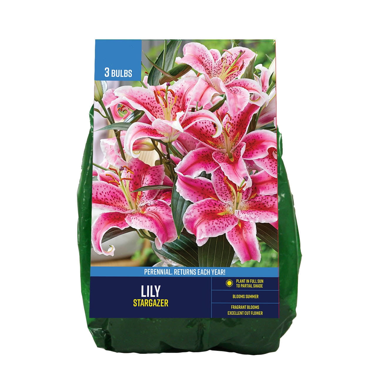 Lily Hardy Lilies Stargazer - Plant Information - TotalGreen Holland