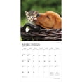 thumbnail image 3 of Kittens & Puppies | 2026 12x24" (Hanging) Monthly Square Wall Calendar | Plato, 3 of 9