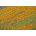 thumbnail image 2 of Peterson, Lee 18x13 Black Ornate Wood Framed with Double Matting Museum Art Print Titled - Wildflower Hills IV, 2 of 4