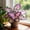 A, variant on Butterfly Flower Hostas Cultivation Granules-(Non-Artificial)-Fast Growing,Bloom Year After Year,Home Decoration-Beautiful Gift Garden-Ornamental-Premium Garden Stakes