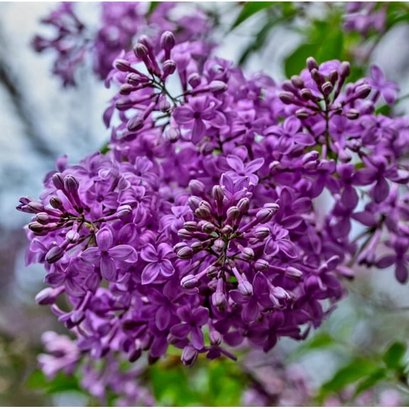 50 Violets Lilac Seeds Extremely Fragrant Syringa Villosa Tree Lilac Shrub Syringa Vulgaris