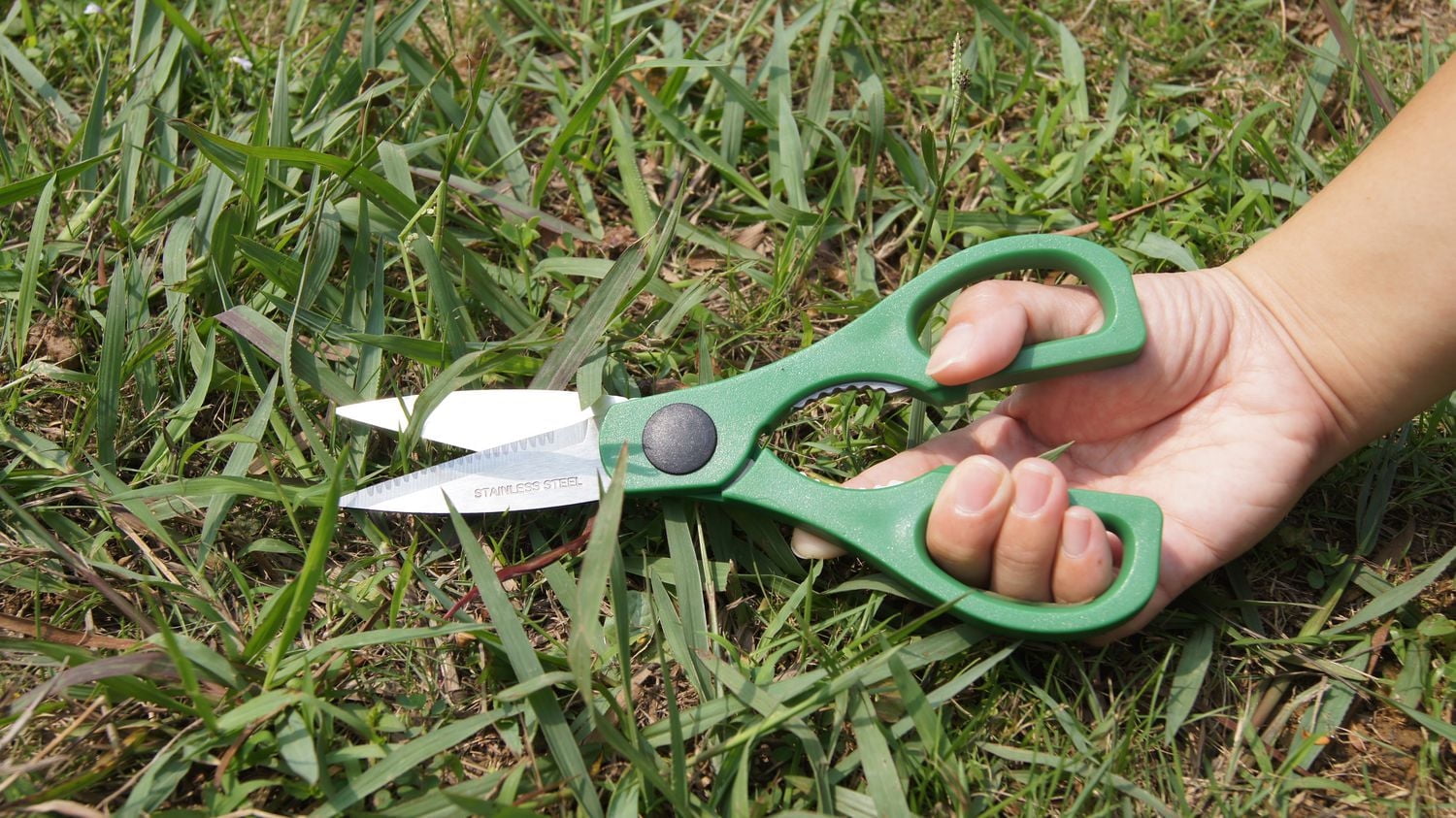GRASS SCISSORS, SCISSORS