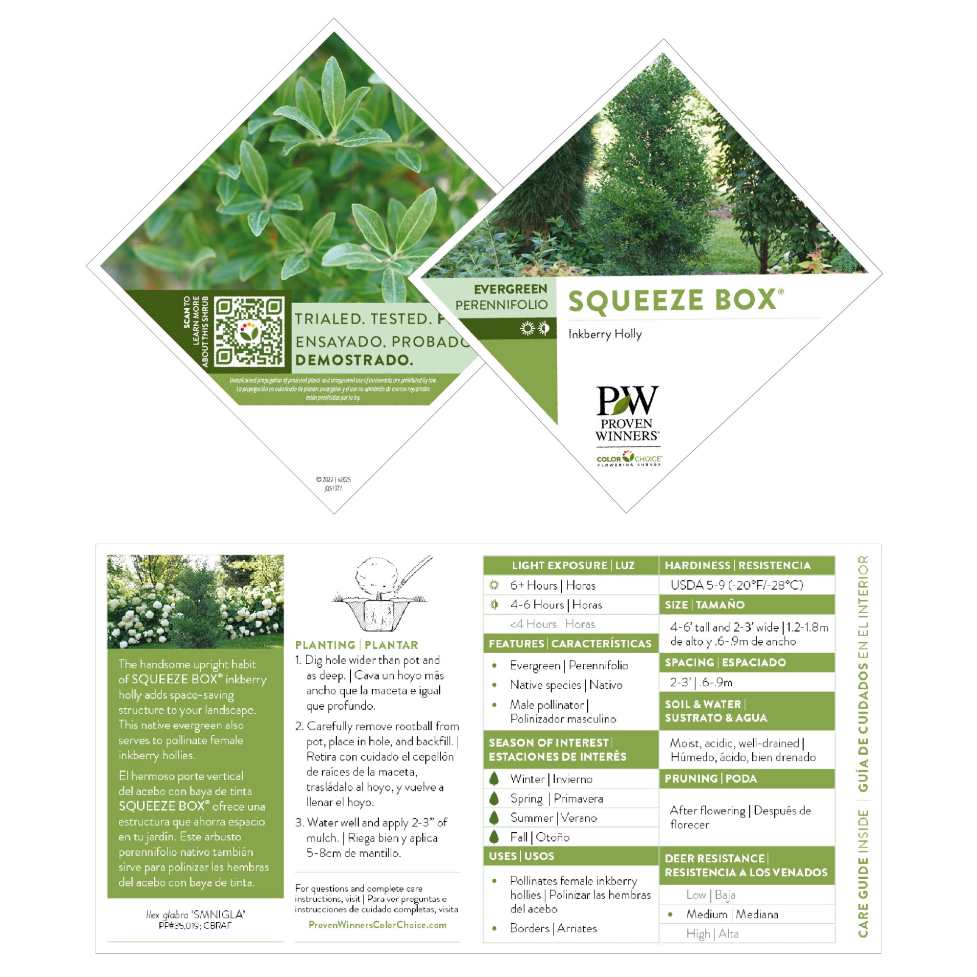 Proven Winners ColorChoice 5" Squeeze Box Inkberry Holly Live Plant in 4.5" Pot (4 Count)