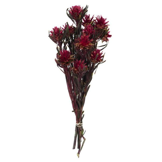 Vickerman H1PMF450 8-20 in. Merlot Plumosum Bundle - Preserved 8 Heads