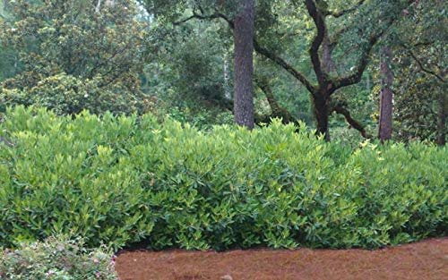 Anise Forest Green - 3 Live Plants - Illicium Parviflorum - Shade Loving Evergreen Hedge