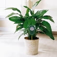 thumbnail image 4 of 3-in-1 Soil Test Kit, Soil Moisture Meter/Soil ph Meter/Fertility Soil Tester, 4 of 8