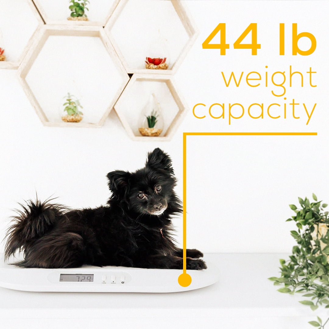 Beurer Digital Baby Scale with Measuring Tape with Baby Care App, BY90