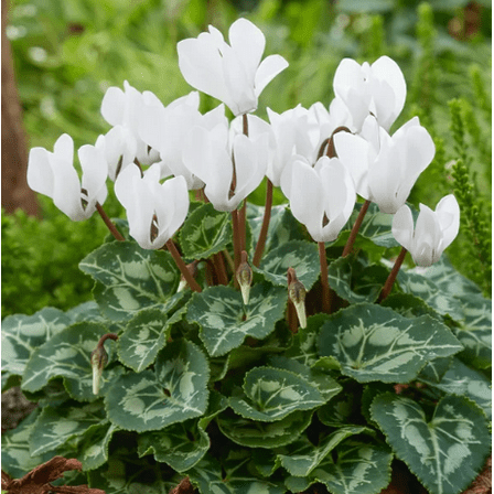 Cyclamen White Plant Live for Planting, Hardy Cyclamen Flowers Plant for Home Garden 4 Inch Pot