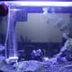 thumbnail image 3 of Piedra burbujeadora para acuario con ventosa para crear pequeñas burbujas disueltas en el interior del acuario. Difusor de oxígeno para añadir oxígeno al sistema de crecimiento hidropónico., 3 of 8