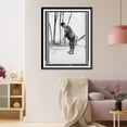 thumbnail image 3 of Historic Framed Print, [John Marshall Harlan golfing, full-length portrait, standing, facing left], 17-7/8" x 21-7/8", 3 of 9
