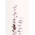 thumbnail image 2 of Artographie Studio 23x32 White Modern Wood Framed Museum Art Print Titled - Eucalyptus Copper No 02, 2 of 4