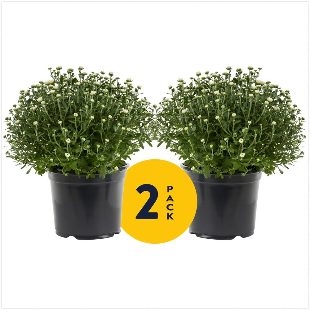 Expert Gardener 3QT White Garden Mum Live Plants (2 Pack) with Grower