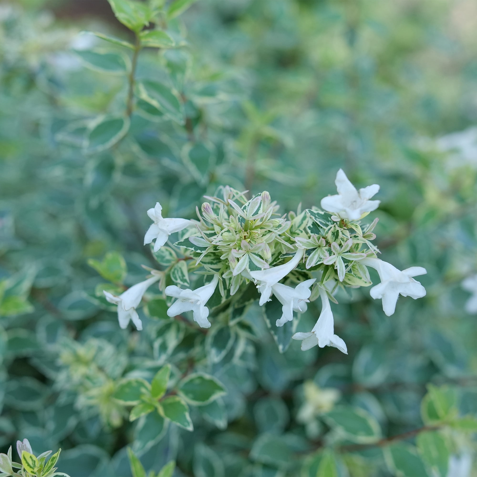Proven Winners ColorChoice Mucho Gusto Abelia Live Shrub (2 Gallon)