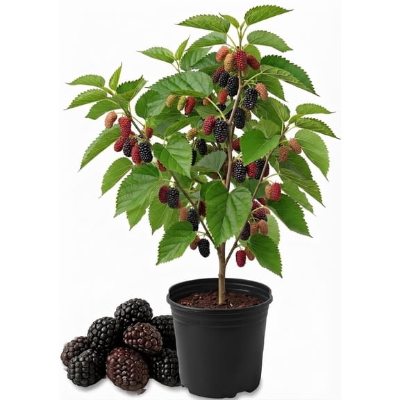 Illinois Everbearing Mulberry Starter Plant, Cold Hardy, Full Sun, USDA Zones 4-9, Ships Bare Root, No Pot