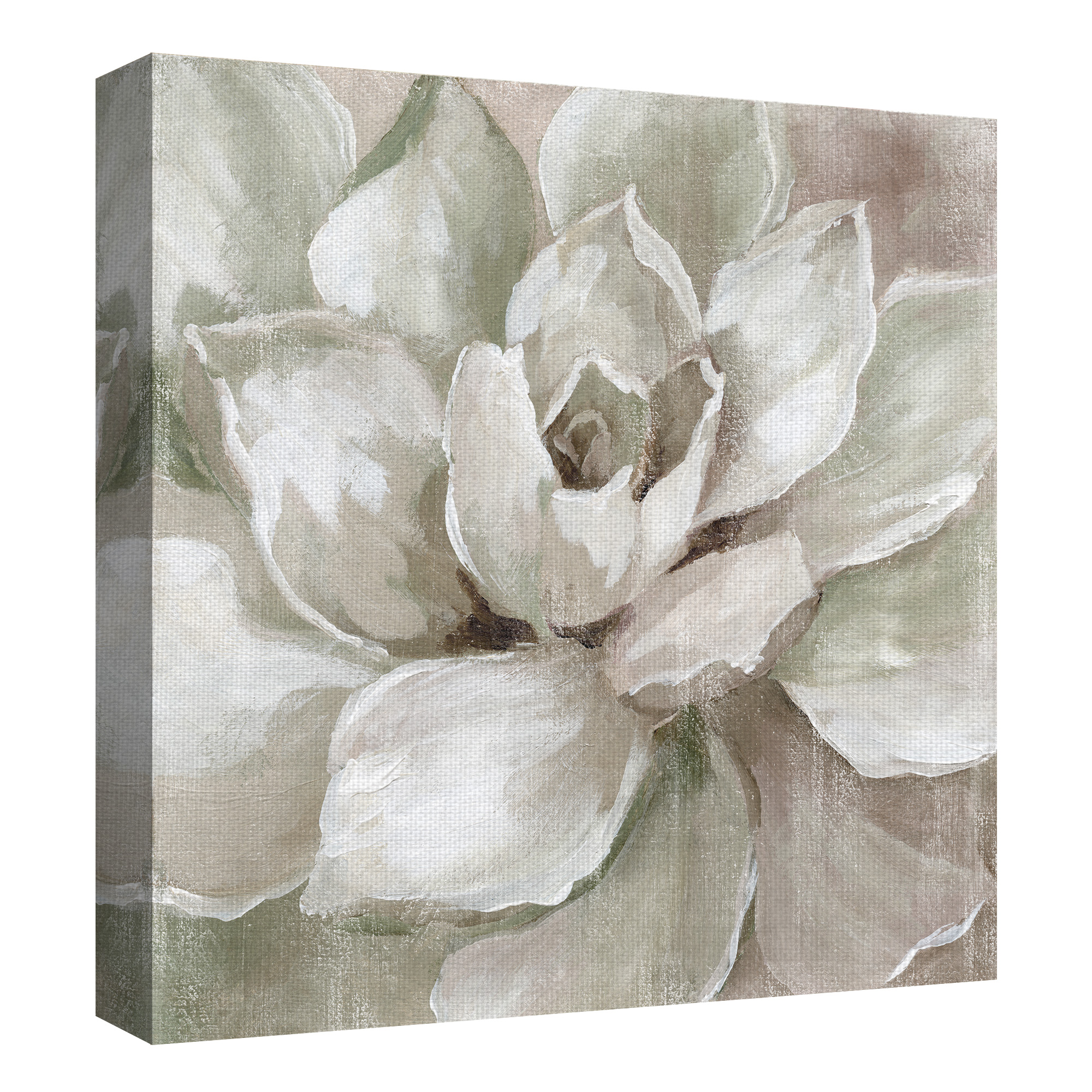 Haze Summer Succulent White By Nan Canvas Art Print 35" x 35"