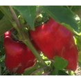 thumbnail image 2 of CHL-- Poivre Anastasia Rouge Grand Légume Héritage pour Plantation, 2 of 4