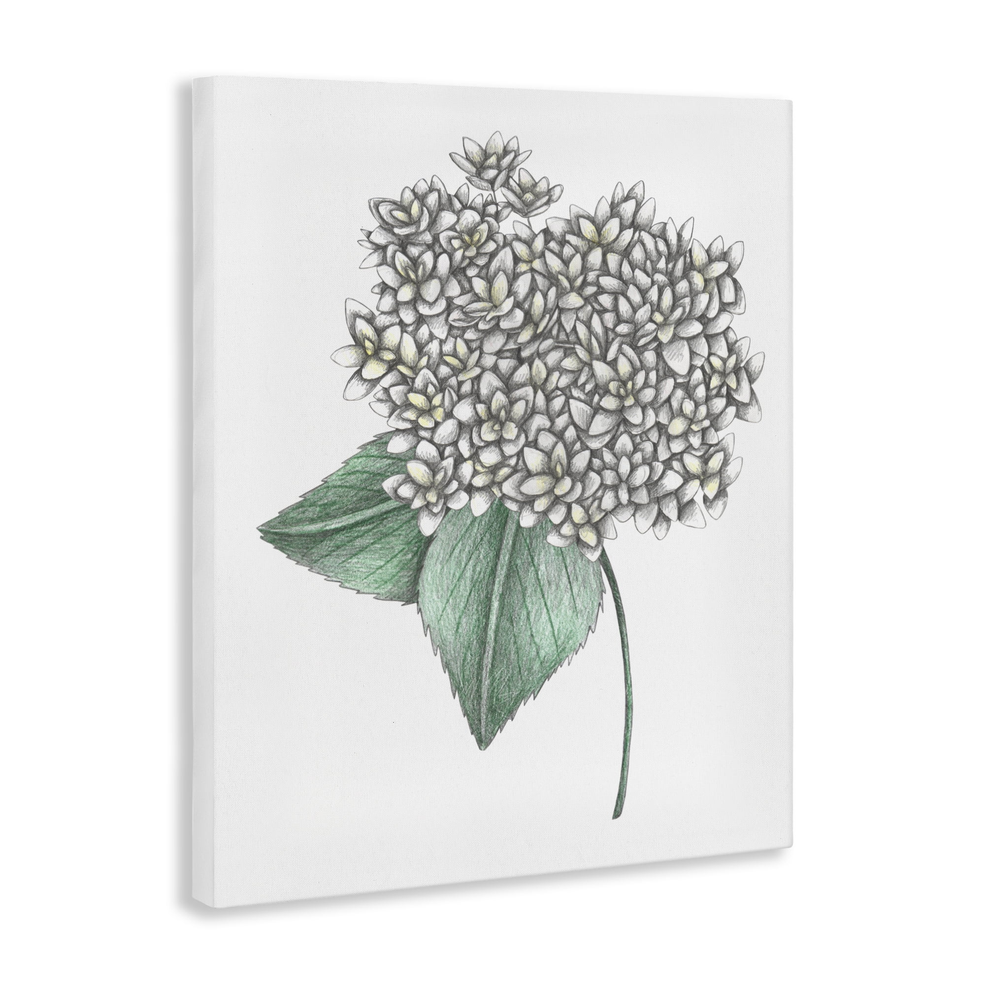 White Hydrangea Sketch Blossom Canvas Wall Art, design by Cecilia Battaini