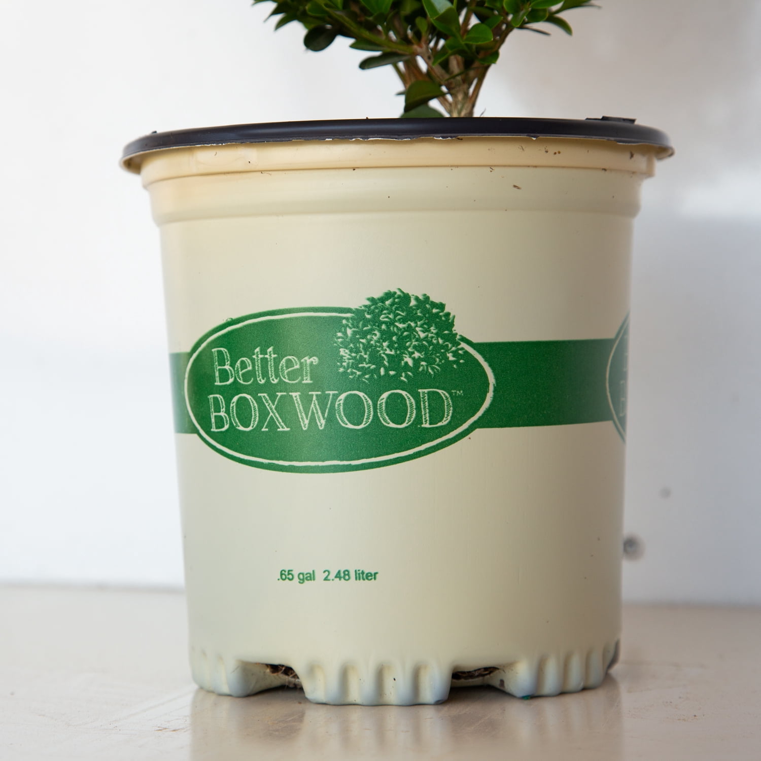 Better Boxwood Heritage (2.5 qt.) Evergreen Full Sun Perennial Shrub with Glossy Green Foliage