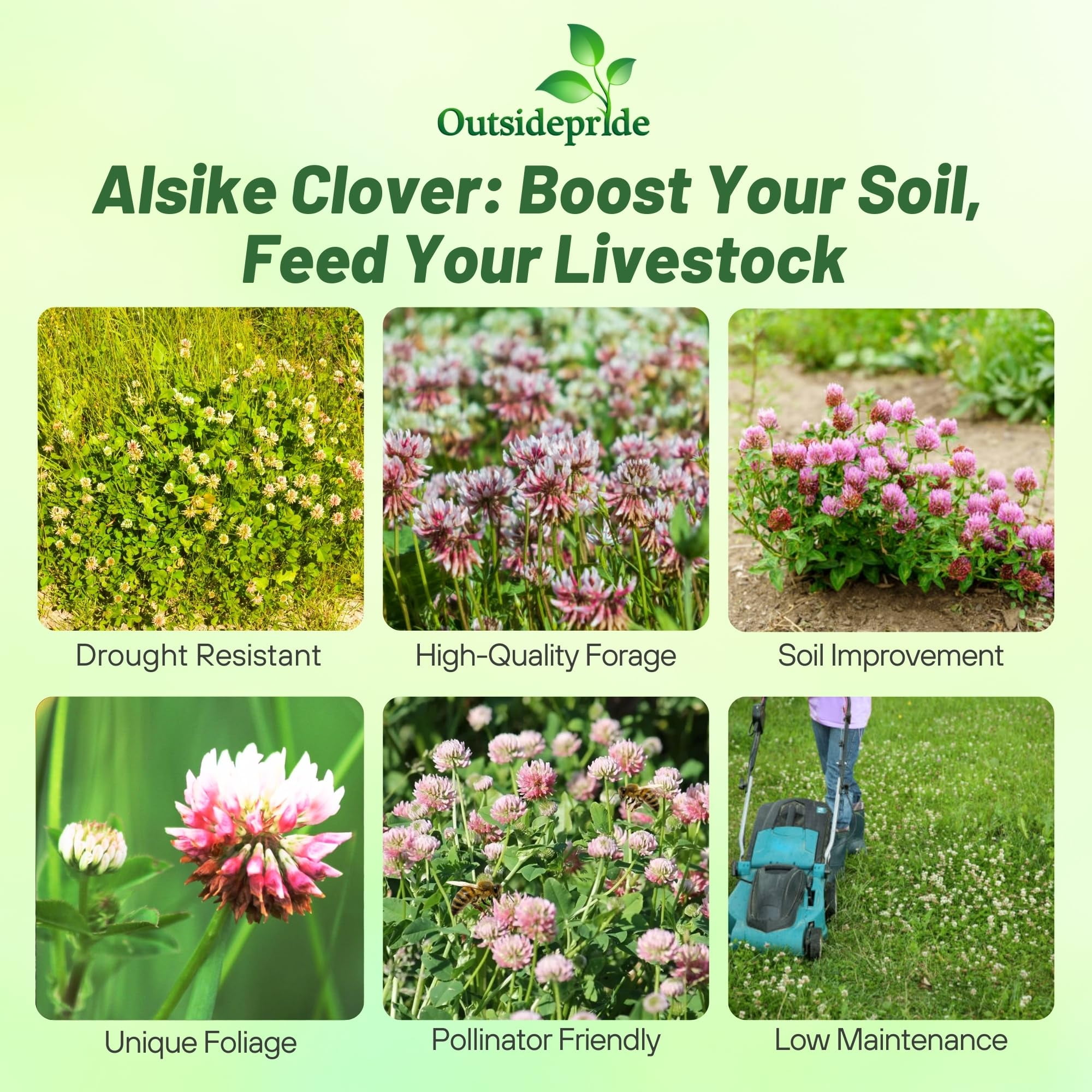 Outsidepride 10 lb. Biennial Alsike Clover Seed for Forage, Hay, Greenchop, & Grazing