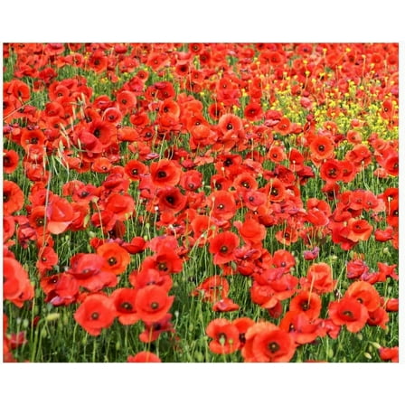 Red Poppy Seeds  Easy to Grow Attractive to Butterflies and Bees Butterfly Garden Flower Lots of Blooms -20 Seeds