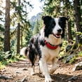 thumbnail image 4 of MKHSQHDG Clearance Adjustable Collar for Small Medium Large Dogs Soft Nylon Padded Collar with Quick Release Buckle Reflective Strip for Night Walks Comfortable Breathable Design for Puppy and Cat, 4 of 5