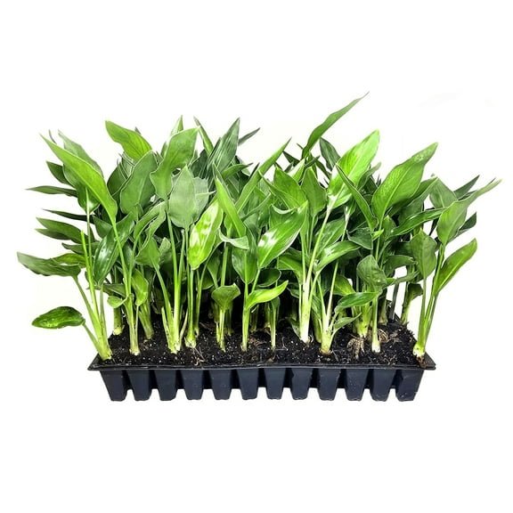 Orange Bird of Paradise Strelitzia Reginae 10 Live Plants Tropical Perennial Blooming Specimen
