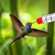 thumbnail image 5 of Comedero de colibrí para ventana, decoración de jardín y Patio exterior, comedero para pájaros, accesorios para mascotas, suministros para pájaros Sailing Electrónica, 5 of 5