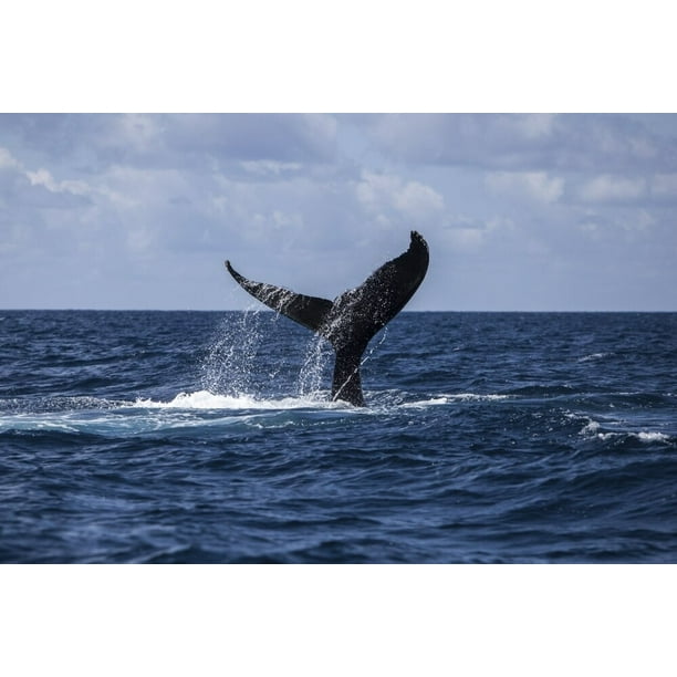 Whale migration patterns pacific ocean image