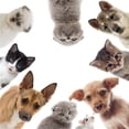 thumbnail image 4 of Bewildely Creative 3D Toilet Stickers Bathroom Decorative Decals Dog Cat Type3 NO3, 4 of 6