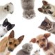 thumbnail image 4 of Bewildely Creative 3D Toilet Stickers Bathroom Decorative Decals Dog Cat Type3 NO3, 4 of 6