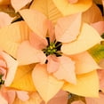 thumbnail image 2 of Better Homes & Gardens 1.25Gal Orange Poinsettia Houseplant Decorative Pot Indirect Sunlight, 2 of 6
